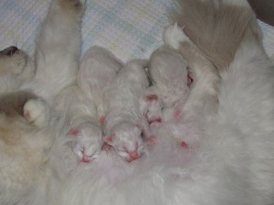 chat sacré de birmanie - chatons agés de quelques jours