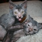 lykoi cat