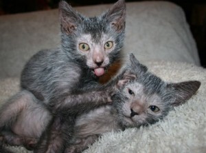 lykoi cat