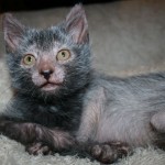 lykoi cat