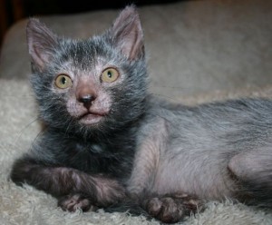 lykoi cat