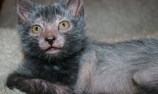 lykoi cat