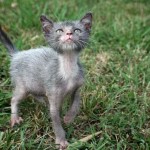 lykoi cat