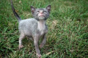 lykoi cat