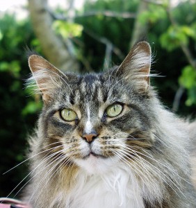 chat maine coon