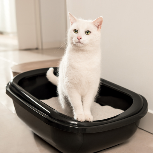 les Toilettes pour chat bonne ou fausse idée ? leChatPacha
