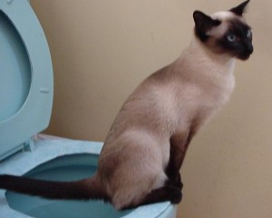 chat sur les toilettes