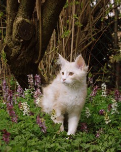 maine coon red silver