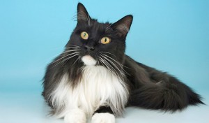 Maine Coon noir et blanc