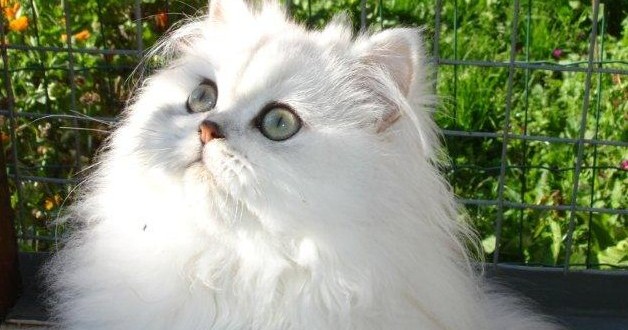chat de race persan chinchilla
