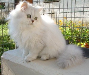 chat de race persan chinchilla