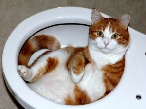 chat sur les toilettes