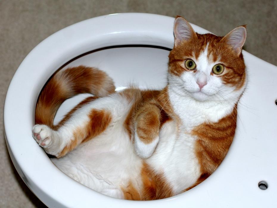 Maison de toilette chat XXL Savic Nestor - leChatPacha