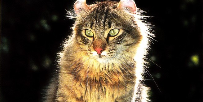 portrait American Curl