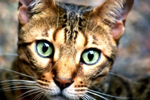 portrait chat du bengal