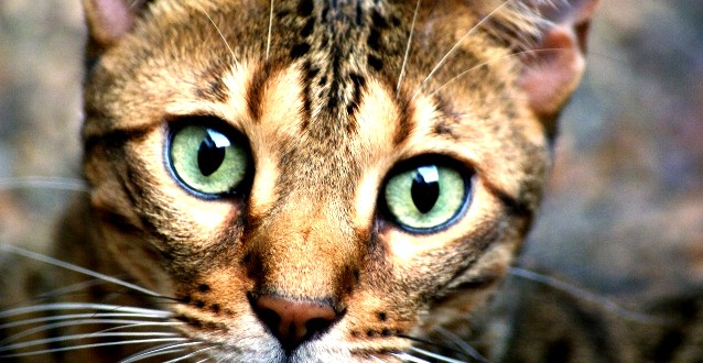 chat du bengal race