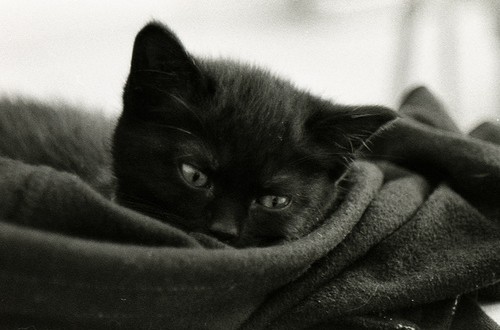 serviette enroulée chat