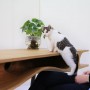 bureau pour chat