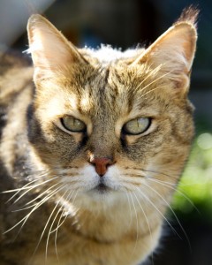 le Chausie, le chat de la jungle