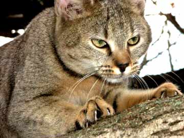 le Chausie, le chat de la jungle