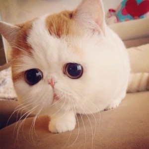 chat exotic shorthair aux grands yeux