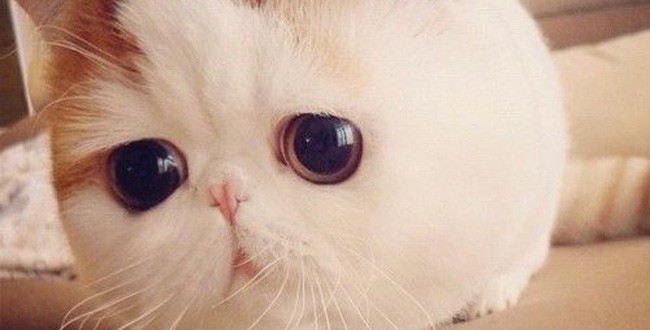 chat exotic shorthair aux grands yeux