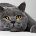 Chat british shorthair bleu