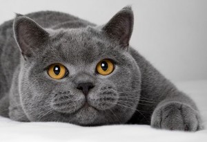 Chat british shorthair bleu