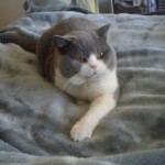 chat British Shorthair bleu tortie