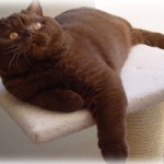 chat british shorthair chocolat