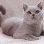 British Shorthair Lilas