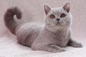 British Shorthair Lilas