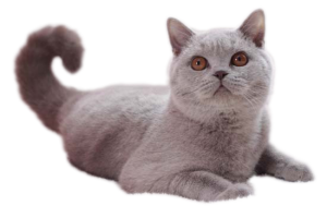 British Shorthair Lilas