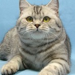 chat British Shorthair tabby