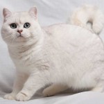 Chat British Shorthair blanc