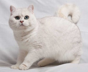 Chat British Shorthair blanc