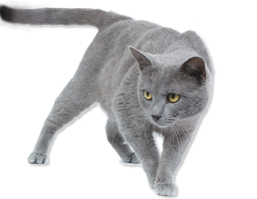 chat race chartreux