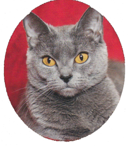 Chat chartreux