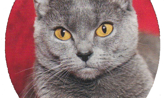 Chat chartreux