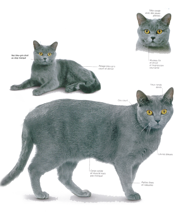 Chat Chartreux, standard selon le Loof