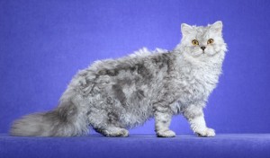 Selkirk rex, le chat au poil frisé