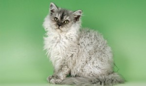 Selkirk rex, le chat au poil frisé