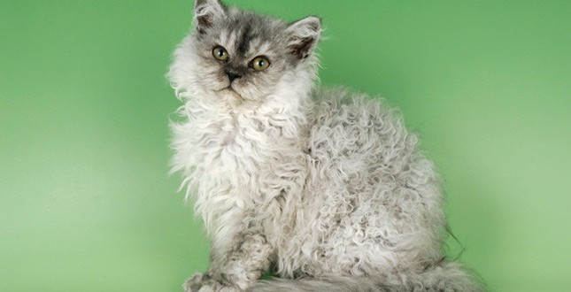 Selkirk rex, le chat au poil frisé