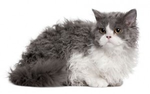 Selkirk rex, le chat au poil frisé
