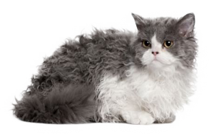 Selkirk rex, le chat au poil