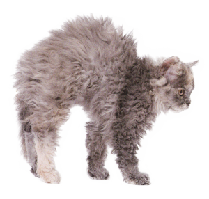 Selkirk rex, le chat au poil frisé