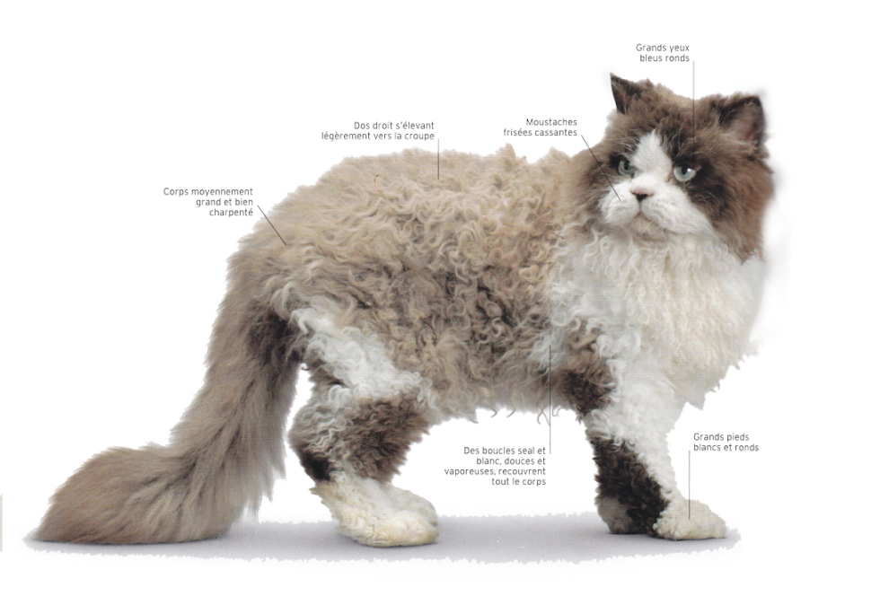 Selkirk rex, le chat au poil frisé